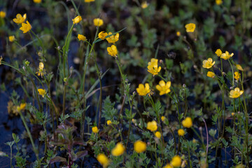 Buttercup Background. A yellow flower background of buttercup - Latin: Ranunculus bulbosus