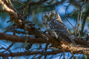 The Boreal owl (Aegolius funereus)