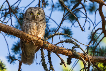The Boreal owl (Aegolius funereus)