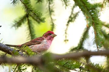 A striking male Purple Finch with vivid raspberry-red plumage is perched on a spruce branch, surrounded by fresh green needles in a serene natural setting, spring woodland.