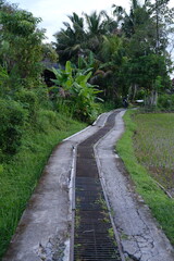 Small Concrete Road Along Rice Field Leading into Jungle