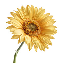 Vibrant yellow gerbera daisy flower isolated on bright background