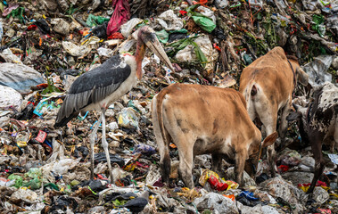 Greater adjutant stork birds and cows searching foods at a garbage dumpsite