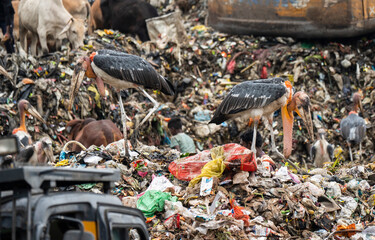 Greater adjutant stork birds and cows searching foods at a garbage dumpsite