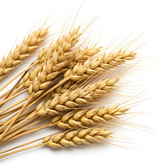 wheat ears on a white background