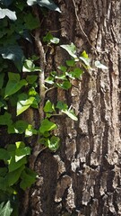 Green ivy leaves climbing on the rough bark of a tree in natural sunlight. Concept of growth, resilience and connection between nature and time