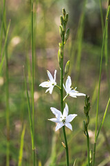 Anthericum liliago flower in its natural habitat, bathed in warm evening light.