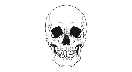 Detailed Illustration of a Human Skull Highlighting Intricate Bone Structure and Anatomy