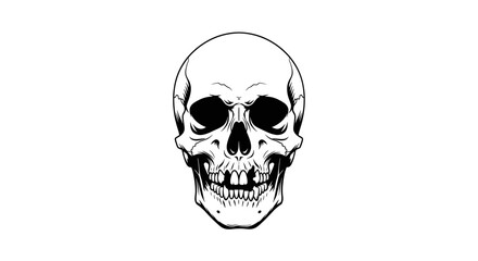 Realistic Human Skull Illustration with Detailed Texture and Shading Isolated on White Background