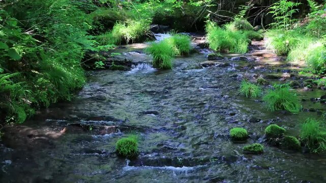 緑の植物の葉が生えた中を流れるきれいな川の水