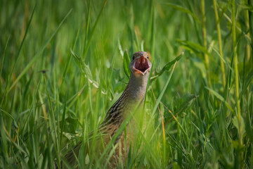 Close-up of an adult Corn Crake (Crex crex) standing in green grass, calling toward the camera lens...