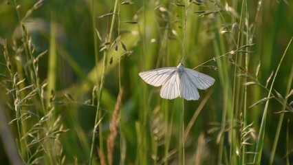White butterfly sitting on grass in spring field in evening