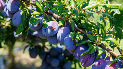Vibrant plums hanging on a tree branch in a sunny orchard during late summer