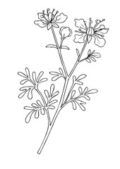 Hand-Drawn Wildflower Botanical Illustration – Black and White Line Art Floral Design