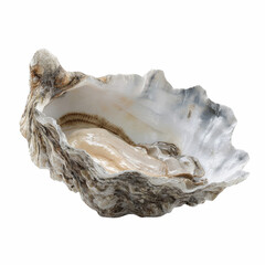 Fresh Oyster Shell with Pearl-like Interior on