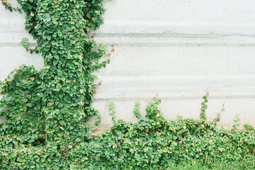 Fototapeta premium Green climbers growing on mottled walls
