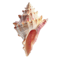Fototapeta premium Exquisite Pink and White Murex Seashell, Detailed