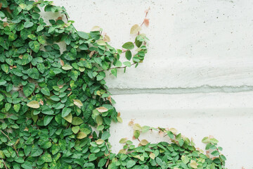 Green climbers growing on mottled walls