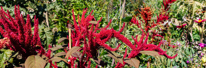 Vibrant red amaranth flowers bloom in a sunlit garden during mid-summer, surrounded by lush green...