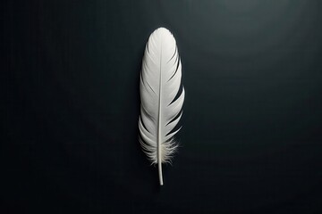 Black feathers, central white feather, dark background, light, row, nature