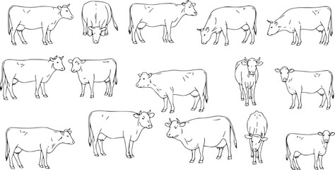 Cow, farm animal line icon.Black silhouette cow isolated on white. Hand drawn vector illustration.
