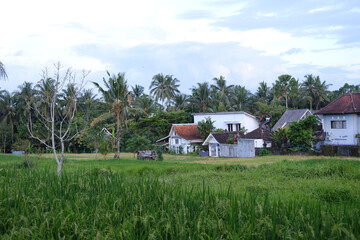 Green Rice Fields with Coconut Palms at Sunset