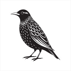 Obraz premium European starling line art silhouette