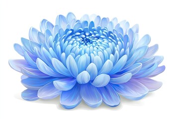 Obraz premium Light blue chrysanthemum bloom