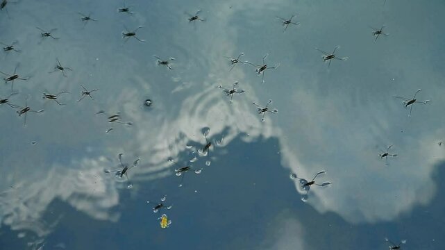 Common water strider (Gerris lacustris) moving on water surface