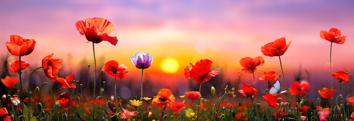 Poppies In Field At Sunset - Defocused Background