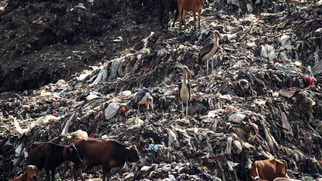 Greater adjutant stork birds and cows searching food at a garbage dumpsite