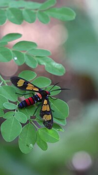 Euchromia polymena, also known as the handmaiden moth. Its vibrant black wings with red and blue spots, along with a wasp-like body, make it a striking and colorful insect.