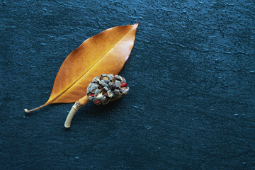 Autumn background. One yellow leaf and cone of magnolia tree on dark wet table. Copy space