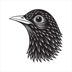 Fototapeta premium European starling line art silhouette