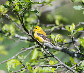 American Goldfinch in an Apple Tree