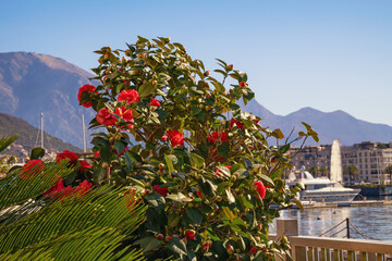 Camellia bush with beautiful red flowers in garden. Montenegro, Tivat city