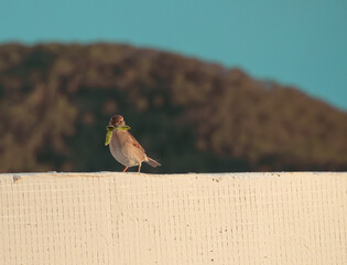 sparrow on a fence