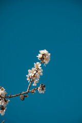 cherry blossom in spring