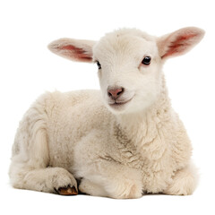 Fototapeta premium Young sheep looking at camera isolated on transparent background Png