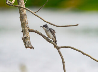 Kingbird on a Branch 