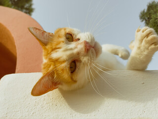 cat on the beach