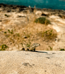 lizard on the rock
