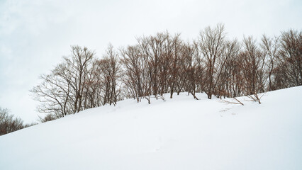 Obraz premium Bare trees standing quietly in deep white snow at Ishiuchi Maruyama, Japan. A minimal and poetic winter landscape that conveys solitude, calm, and the gentle silence of nature in cold season.