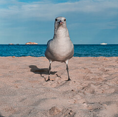 seagull on the beach