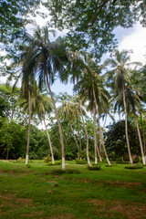 palmeras o palmas de coco ubicadas en el mamey un hotel cerca de Mingueo, Colombia