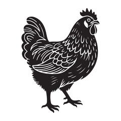 Rooster and hen isolated on white background with detailed feathers and farm animals