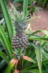 Obraz premiumLa piña es una planta tropical de la familia de las bromelias, nativa de América del Sur. Se puede cultivar en casa utilizando la corona de una piña madura, que es la parte superior con las hojas.