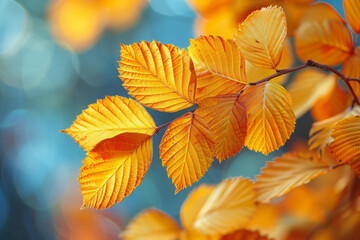 Bright golden autumn leaves in sharp detail with blue bokeh background highlighting seasonal transition and nature’s colorful patterns