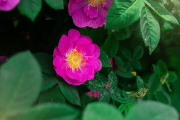 Vibrant pink wild rose in full bloom with green foliage