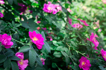 Vibrant pink wild rose in full bloom with green foliage